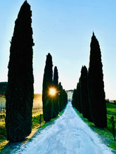 Load image into Gallery viewer, TOTUM "Pastel Big Shell" Tote Bag