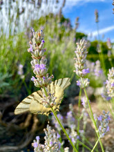 Load image into Gallery viewer, TOTUM &quot;Butterfly Credere O&quot; (Medium size)
